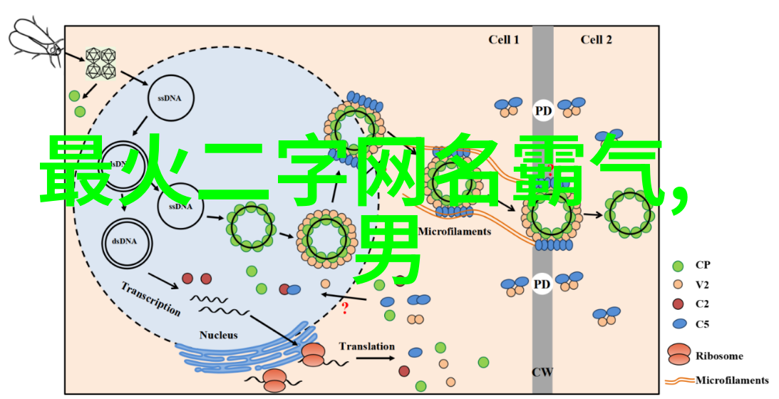 断线的回声