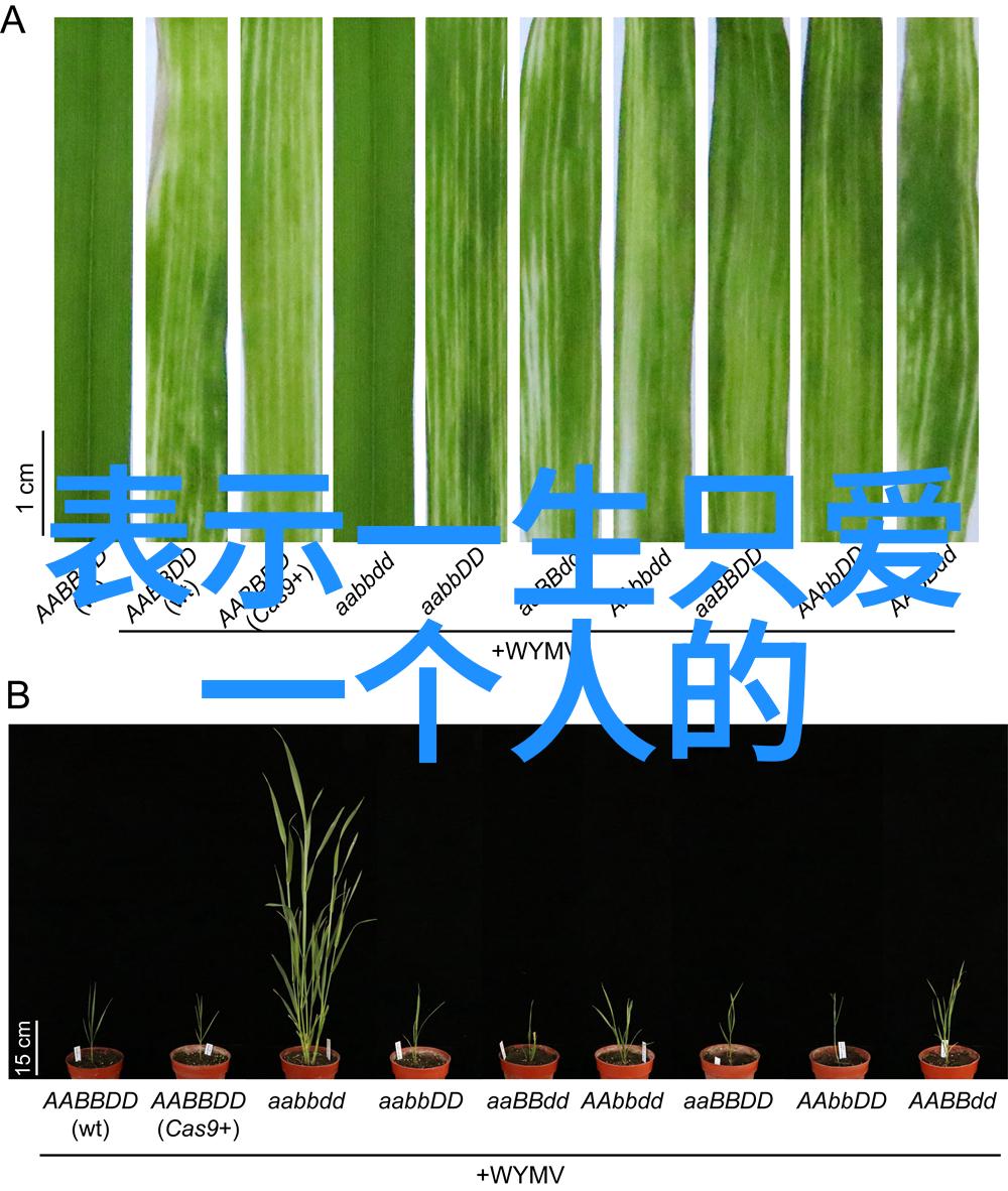 古风幻境绘梦者