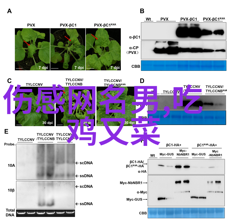 编码世界的秘密数字与符号的奇妙旅程