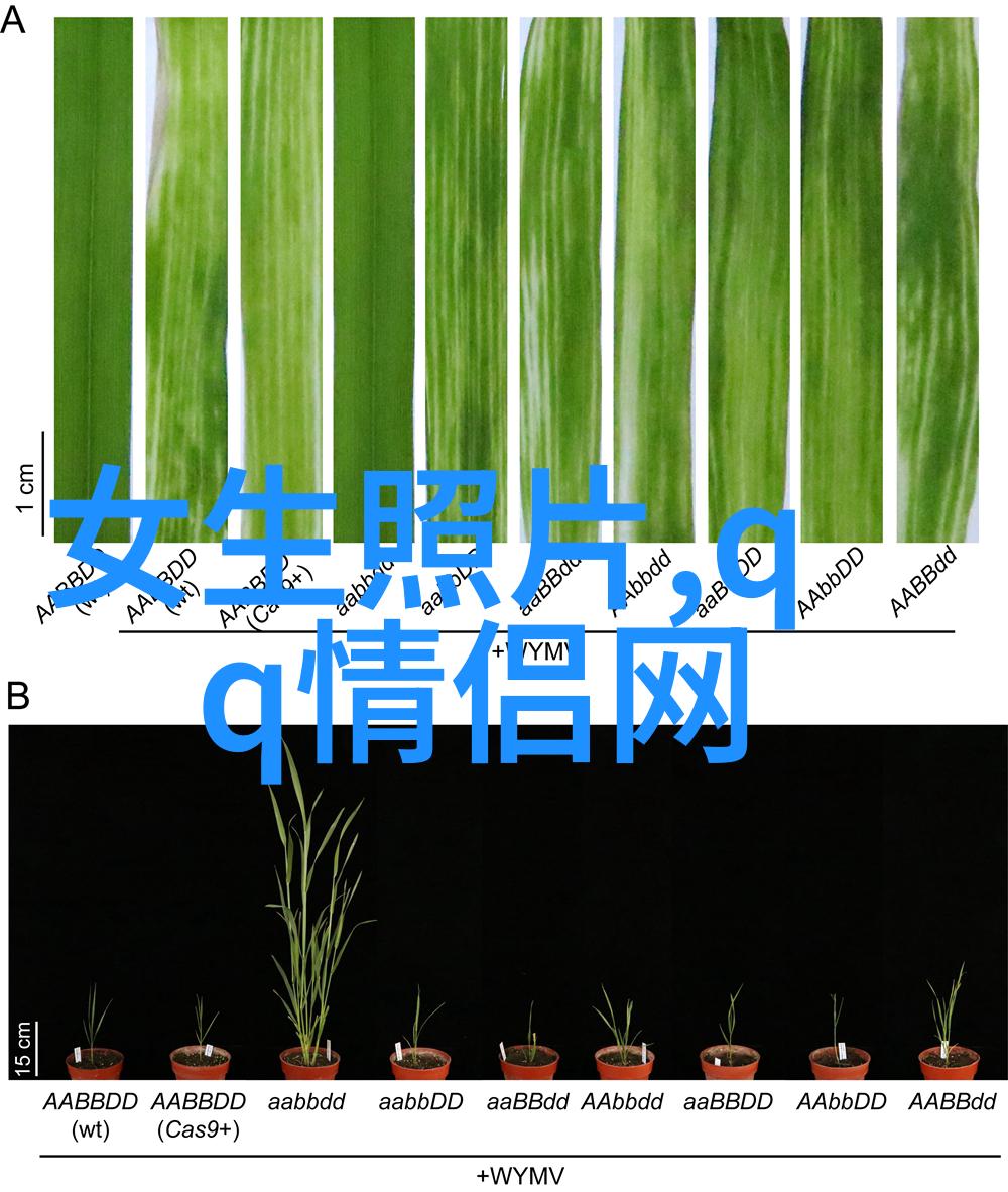 个性网名超拽-打造独特象征如何创造