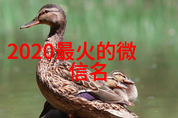 2023年最适合女生们微信网名的创意之选时尚智慧与个性并存