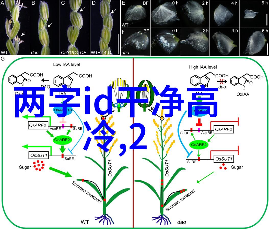 风华绝代楚辞女孩名字的魅力与韵味