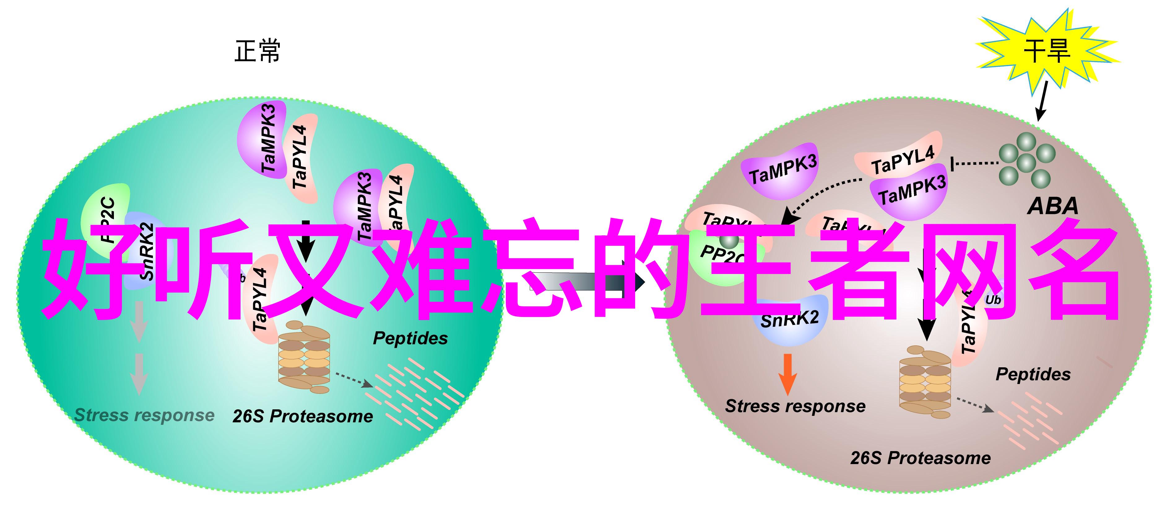 心伤情绪探索伤感四字网名背后的内心世界